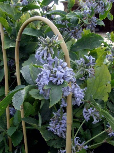 Clematis Wyevale