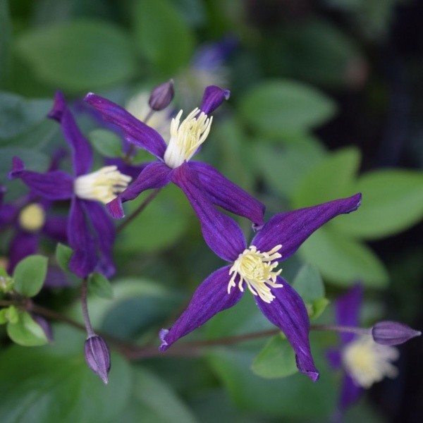 Clematis x aromatica