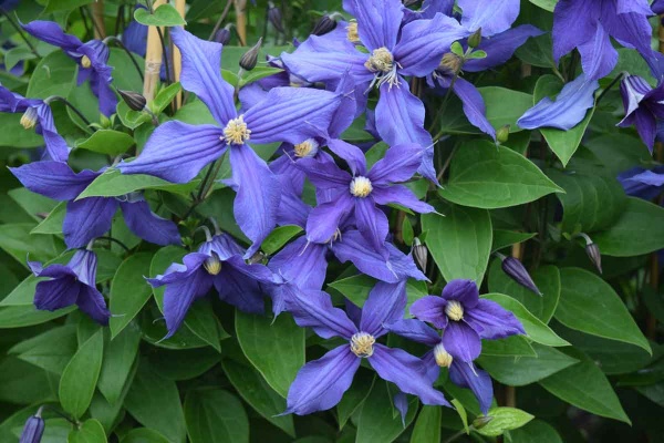 Clematis x durandii