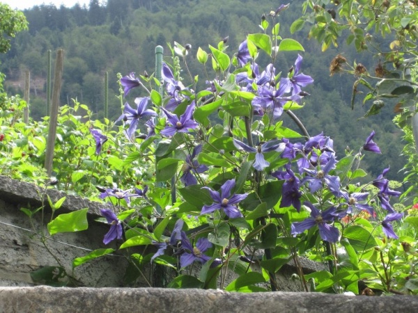 Clematis x durandii