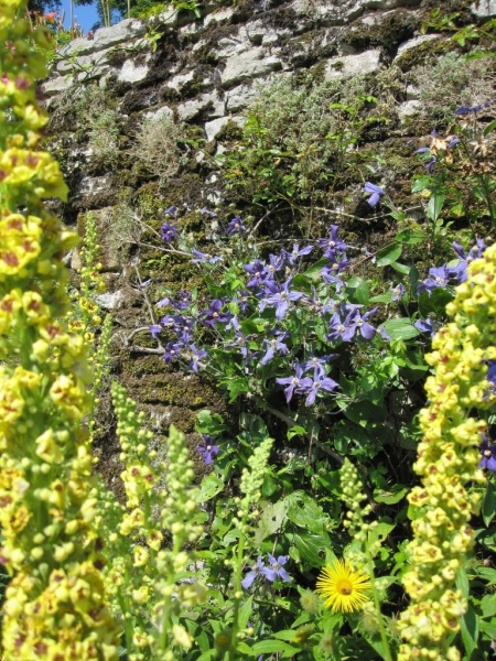 Clematis x durandii