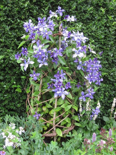 Clematis x durandii