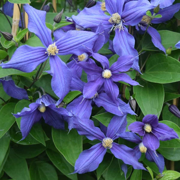 Clematis x durandii