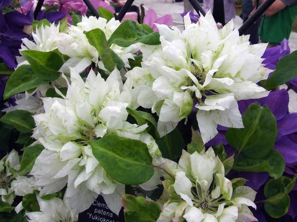 Clematis Yukiokoshi