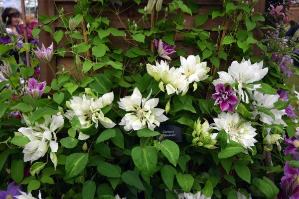 Clematis Yukiokoshi