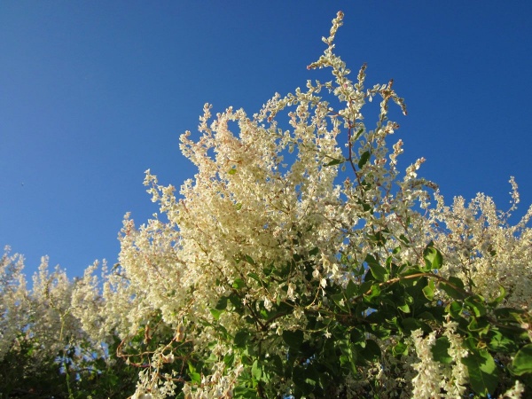 Fallopia baldschuanica (Russian Vine)