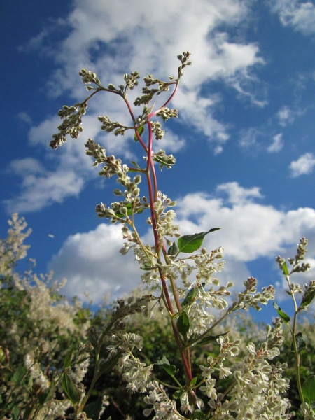 Fallopia baldschuanica (Russian Vine)