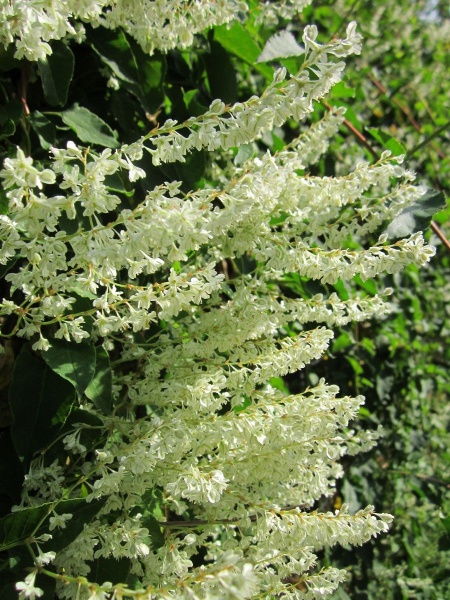 Fallopia baldschuanica (Russian Vine)