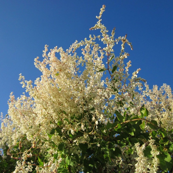 Fallopia baldschuanica (Russian Vine)