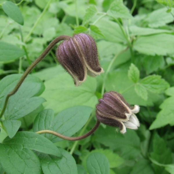 Clematis fusca