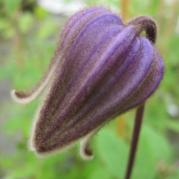 Clematis fusca