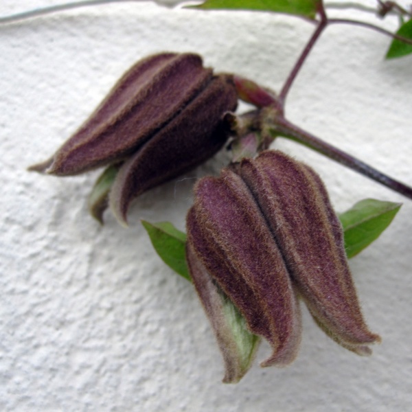 Clematis fusca