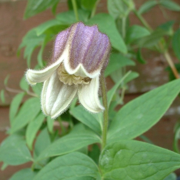 Clematis fusca