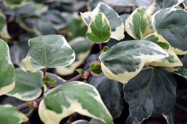 Hedera algeriensis Gloire De Marengo