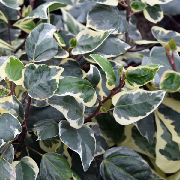 Hedera algeriensis Gloire De Marengo