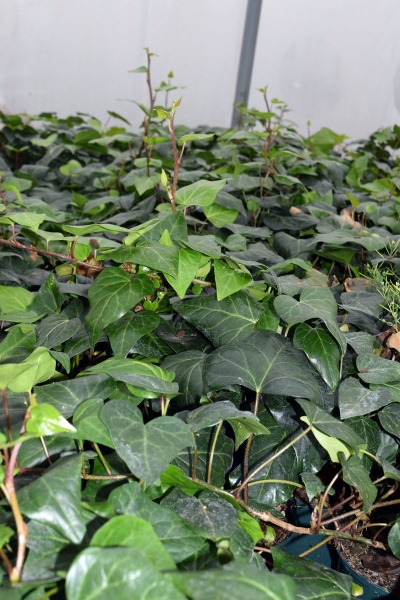 Hedera colchica Dentata