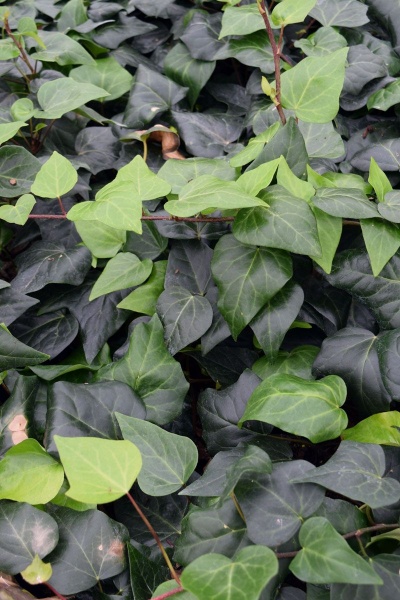 Hedera colchica Dentata