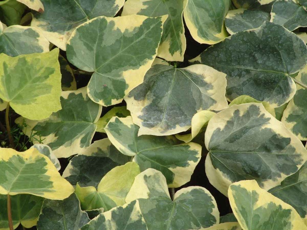 Hedera colchica Dentata Variegata