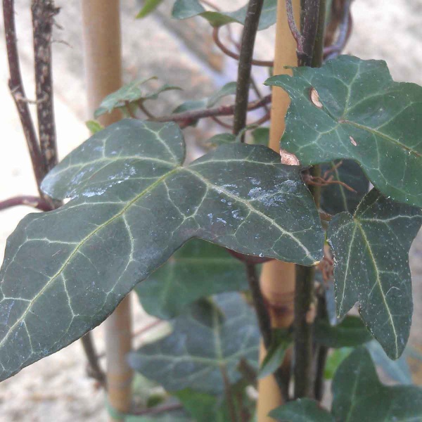 Hedera helix Atropurpurea