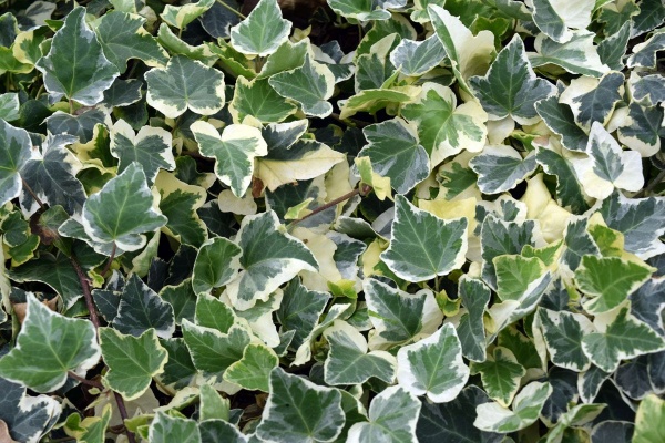 Hedera helix Clotted Cream