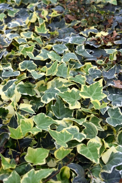 Hedera helix Goldchild