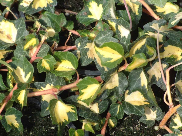 Hedera helix Goldheart