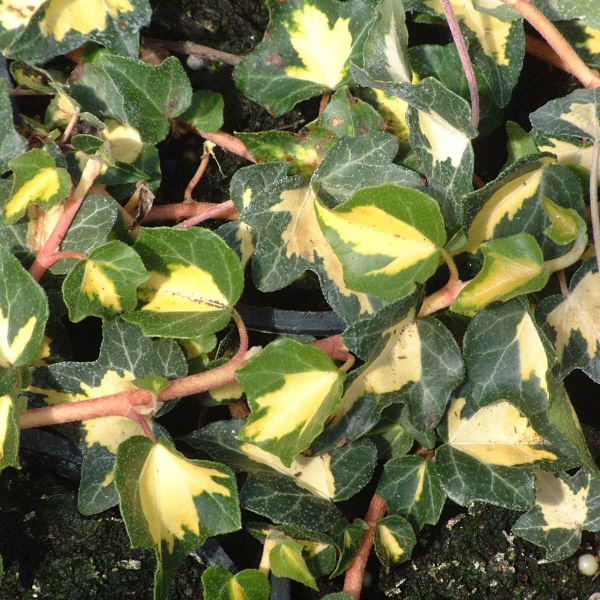 Hedera helix Goldheart