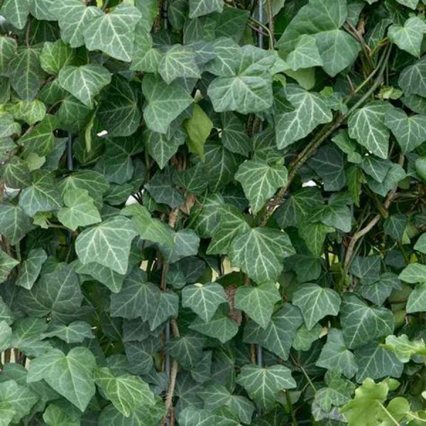 Hedera hibernica