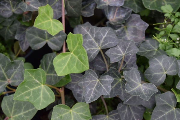 Hedera hibernica