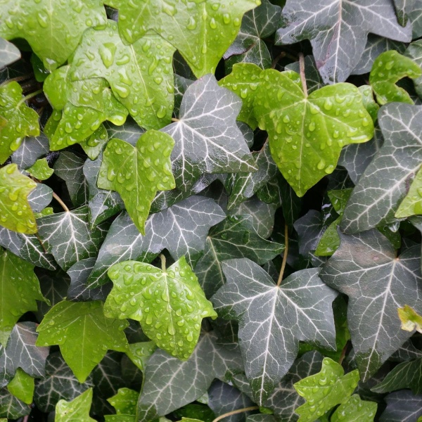 Hedera hibernica