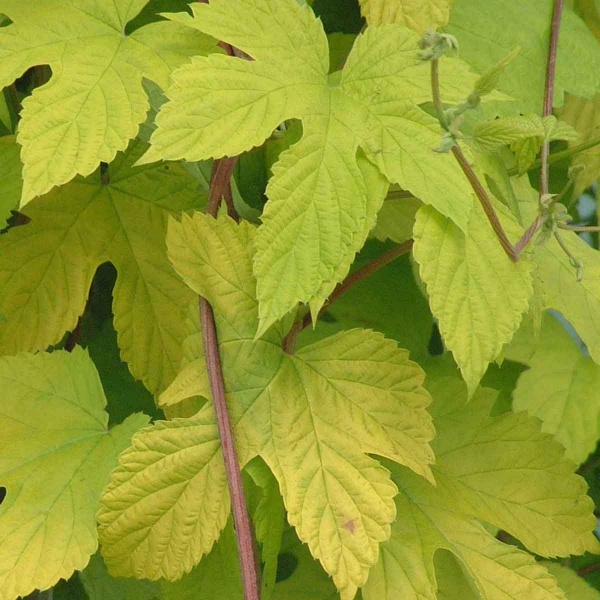 Humulus lupulus Aureus