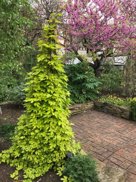 Humulus lupulus Aureus