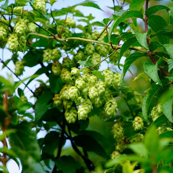 Humulus lupulus Aureus