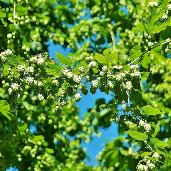 Humulus lupulus Aureus