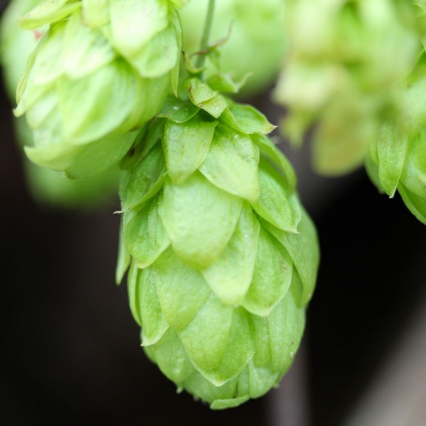 Humulus lupulus Aureus