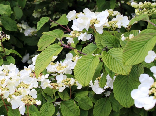 Hydrangea anomala subsp. Petiolaris