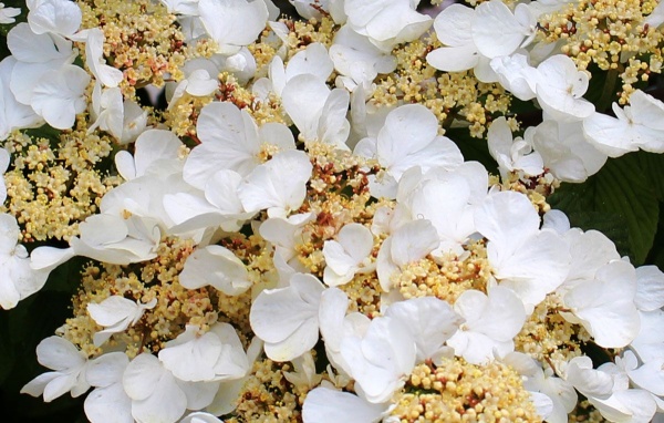 Hydrangea anomala subsp. Petiolaris