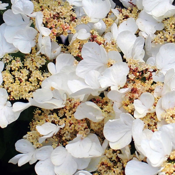 Hydrangea anomala subsp. Petiolaris