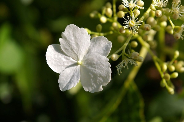 Hydrangea seemannii