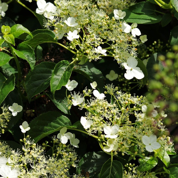 Hydrangea seemannii