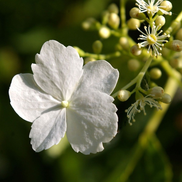 Hydrangea seemannii