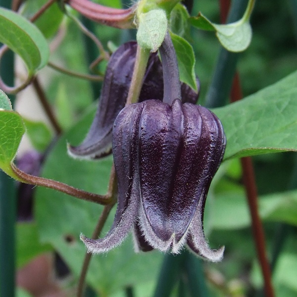 Clematis pitcheri