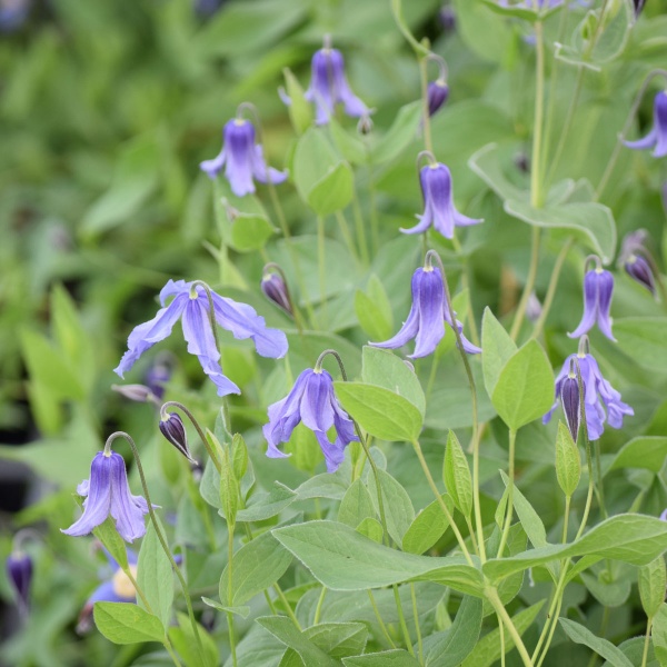 Clematis integrifolia