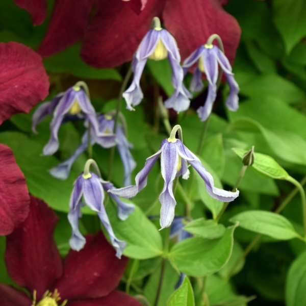 Clematis integrifolia