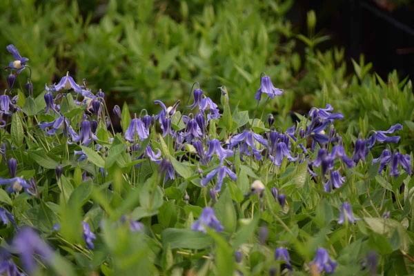 Clematis integrifolia