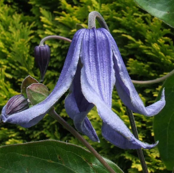 Clematis integrifolia