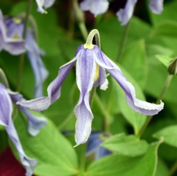 Clematis integrifolia