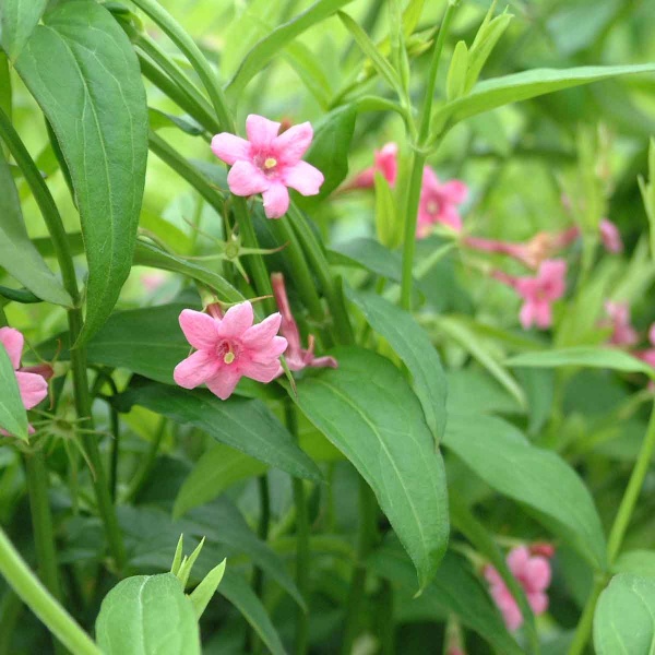 Jasminum beesianum