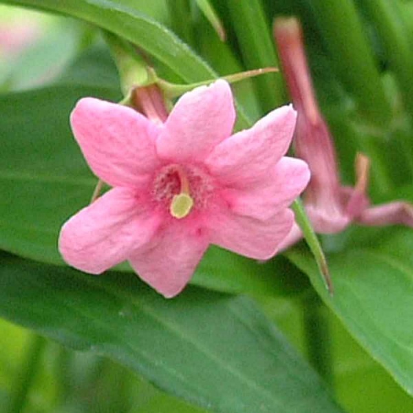 Jasminum beesianum