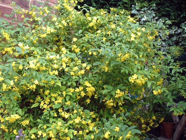 Jasminum humile Revolutum